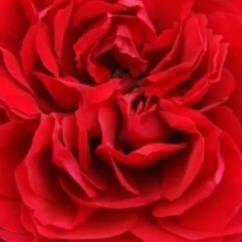 Online rózsa vásárlás - climber, futó rózsa - diszkrét illatú rózsa - -- - Noa92199 - vörös - (200-300 cm)