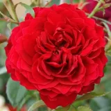 Climber, futó rózsa - vörös - Online rózsa rendelés - Rosa Noa92199 - diszkrét illatú rózsa - --