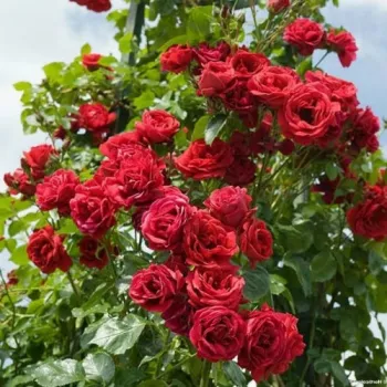 Vörös - climber, futó rózsa - diszkrét illatú rózsa - -