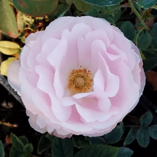Delrosar