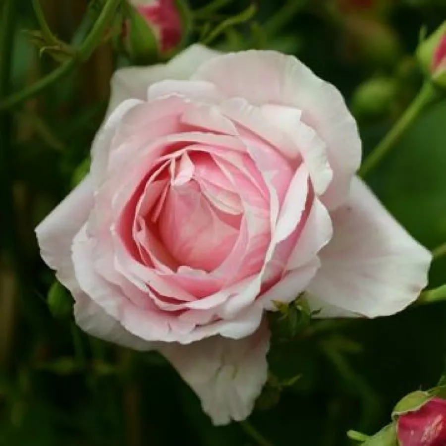 Róża o dyskretnym zapachu - Róża - Delrosar - sadzonki róż sklep internetowy - online