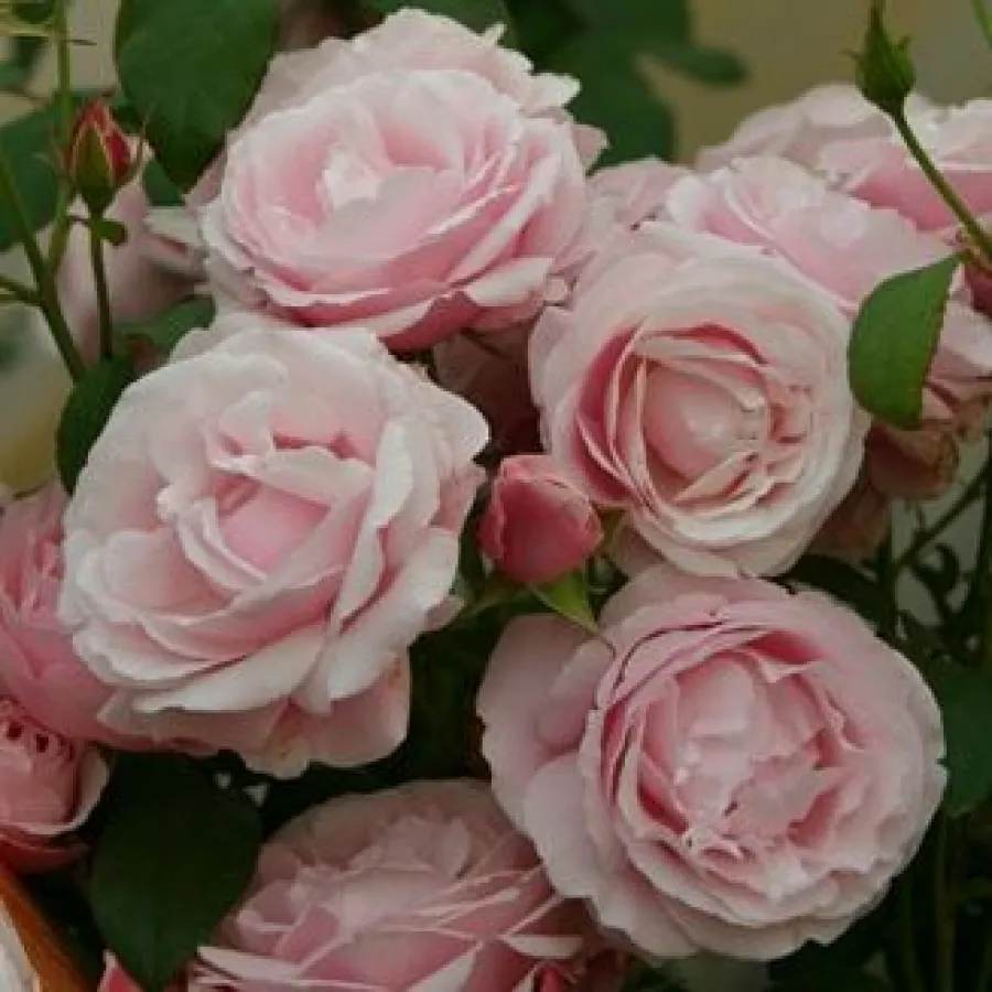 Rosales arbustivos - Rosa - Delrosar - comprar rosales online