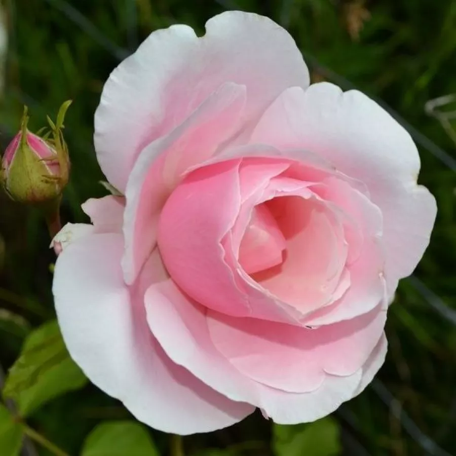Filiżankowy - Róża - Delrosar - sadzonki róż sklep internetowy - online