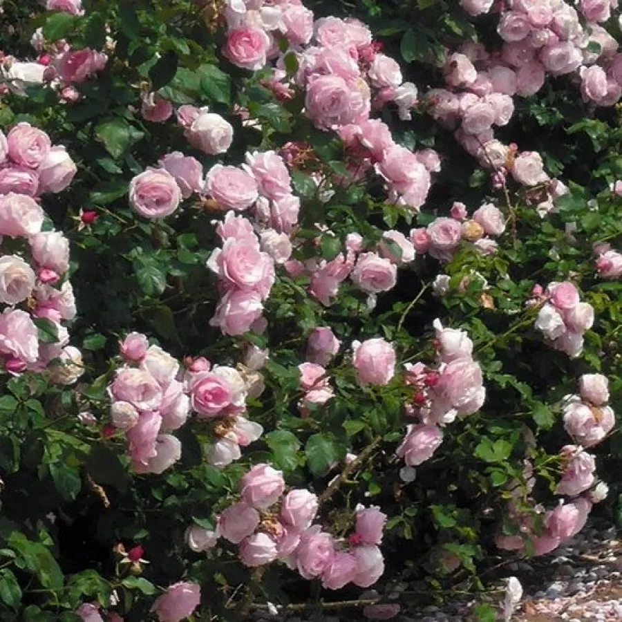 PARK - GRMOLIKA RUŽA - Ruža - Delrosar - naručivanje i isporuka ruža