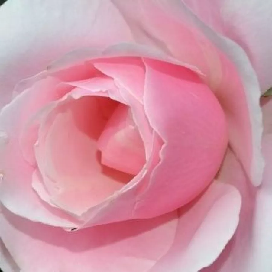 G. Delbard - Róża - Delrosar - sadzonki róż sklep internetowy - online