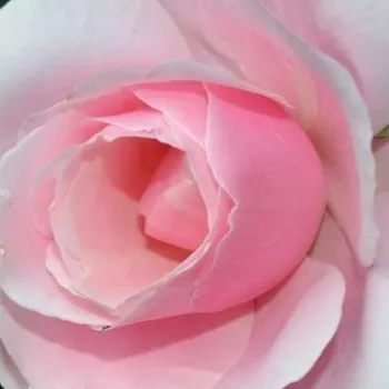 Rózsák webáruháza. - rózsaszín - parkrózsa - diszkrét illatú rózsa - pézsma aromájú - Delrosar - (200-250 cm)