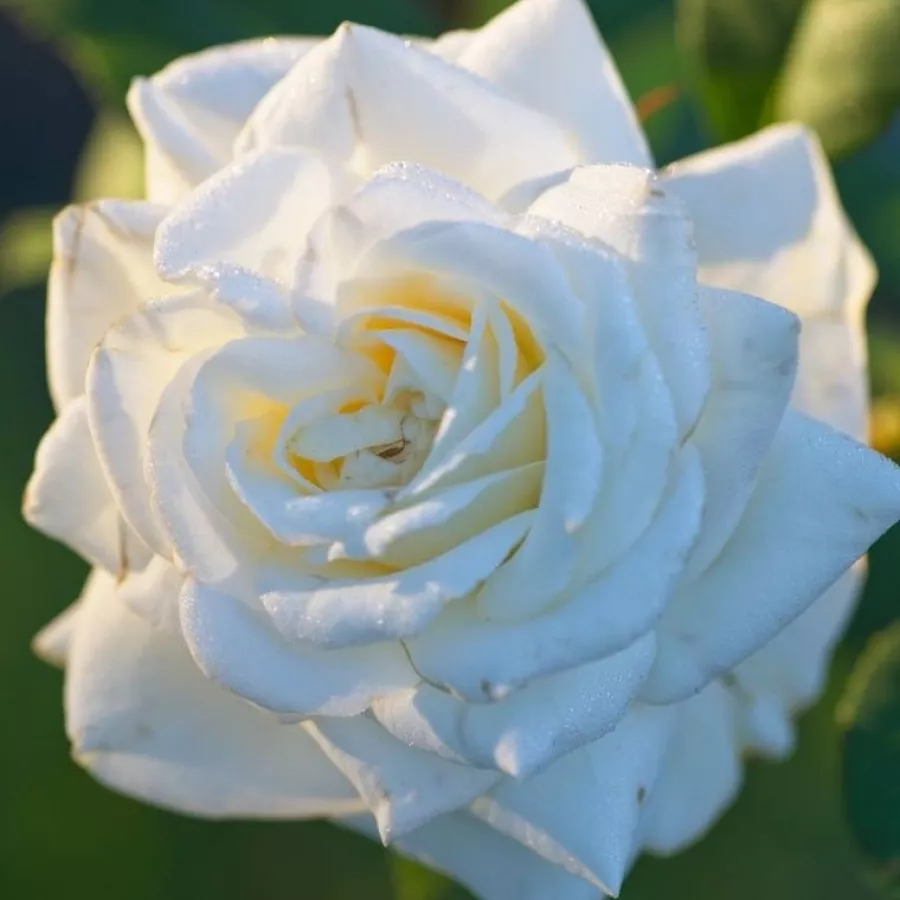 Fehér - Rózsa - Ice Cool - Online rózsa rendelés