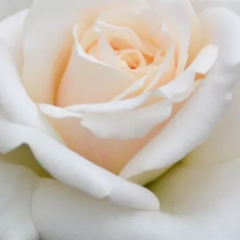 Online rózsa kertészet - fehér - as - Ice Cool - nem illatos rózsa