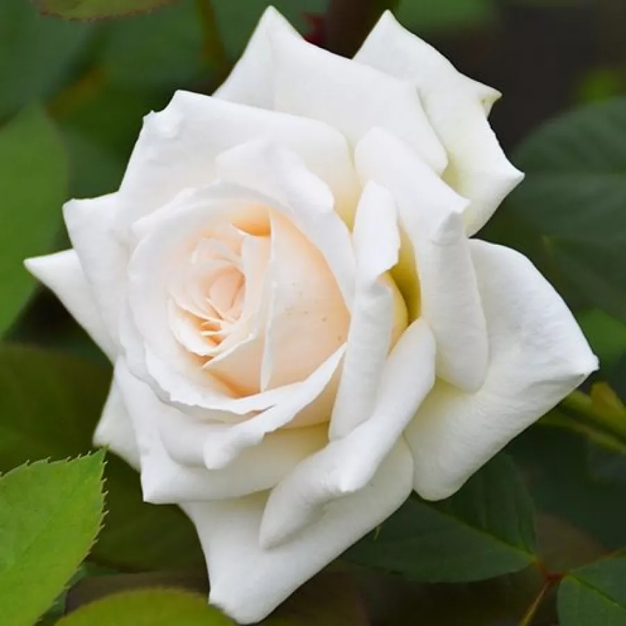 Weiß - Rosen - Ice Cool - rosen online kaufen