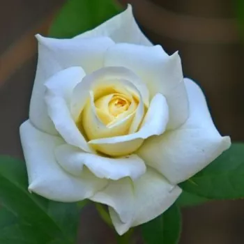 Rosa Ice Cool - blanco - rosales trepadores