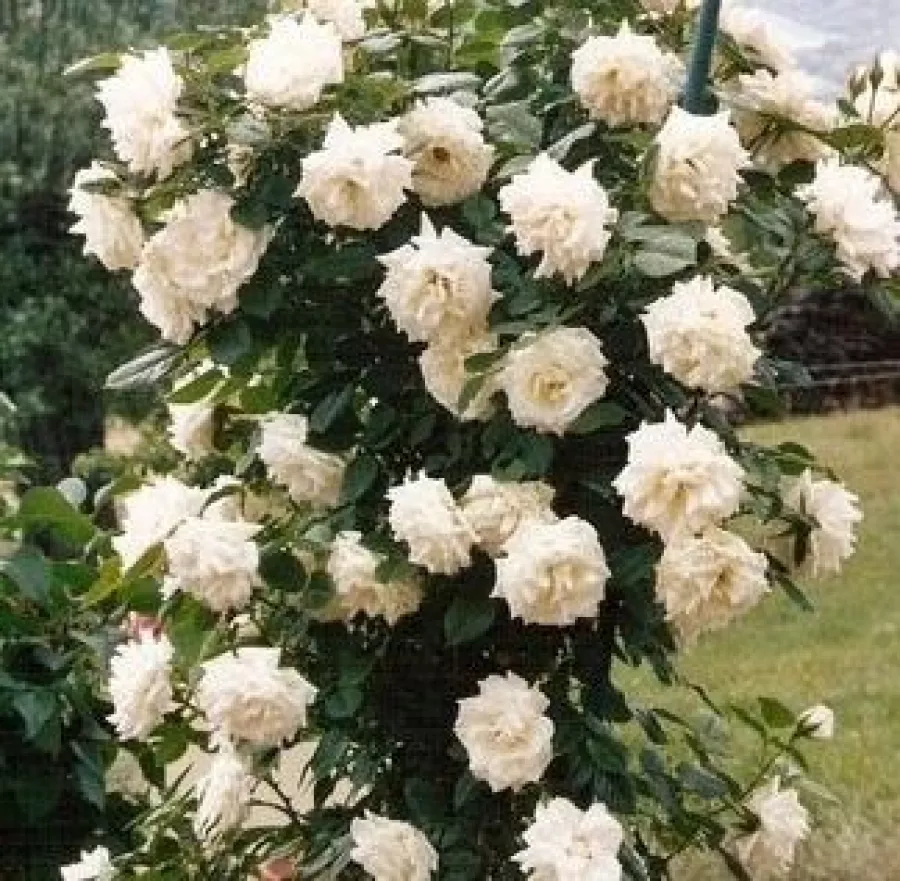 Telt virágú - Rózsa - Ice Cool - online rózsa vásárlás