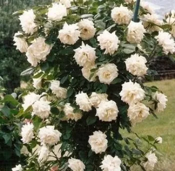 Fehér - climber, futó rózsa   (200-300 cm)
