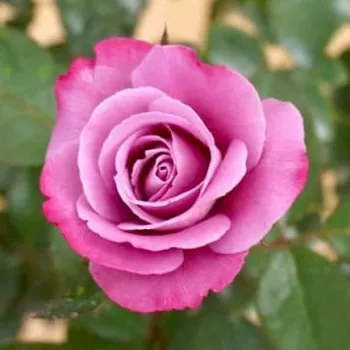 BLUE RIVER ® – lila teahibrid rózsa - Kordes