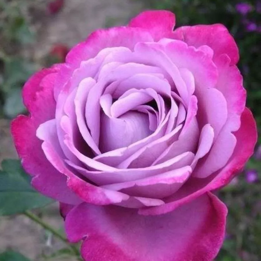 Róża o intensywnym zapachu - Róża - Blue River ® - sadzonki róż sklep internetowy - online
