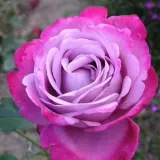 Vrtnice čajevke - intenziven vonj vrtnice - aroma centifolije - vrtnice online - Rosa Blue River ® - vijolična