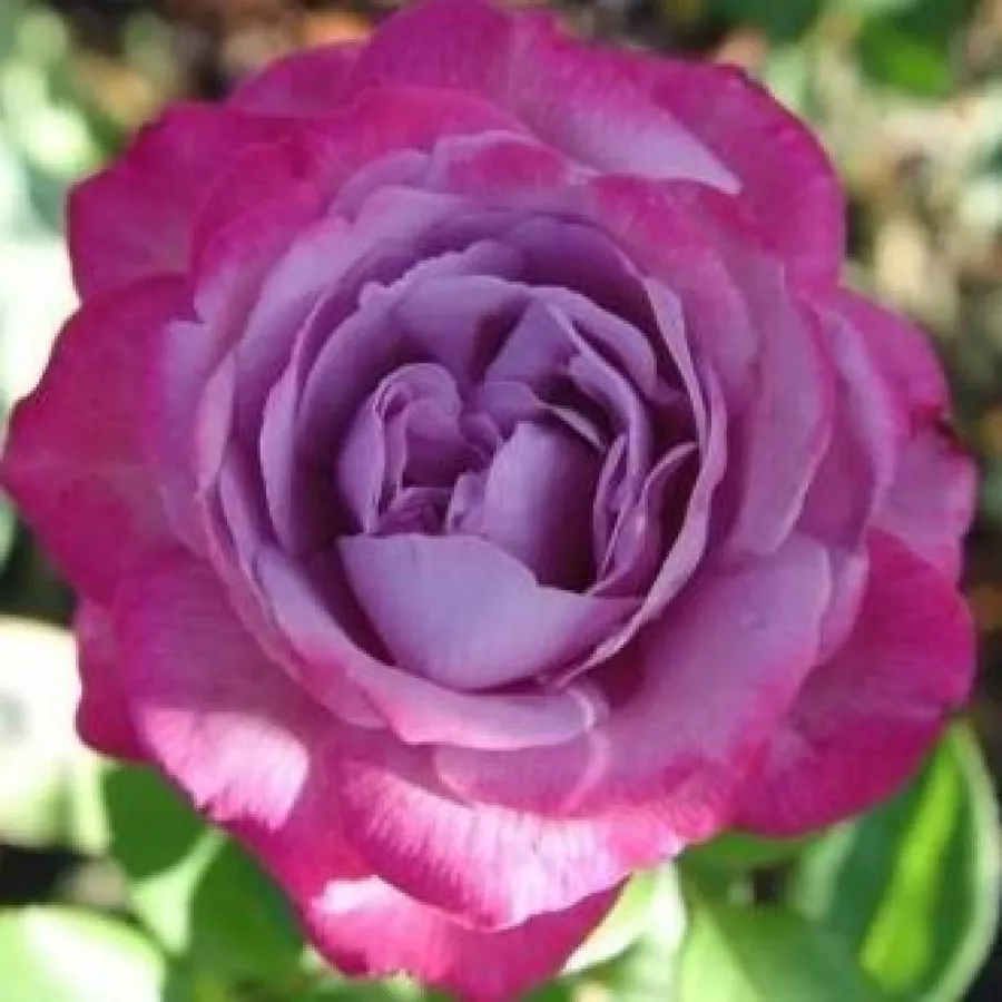 Hibridna čajevka - Ruža - Blue River ® - sadnice ruža - proizvodnja i prodaja sadnica