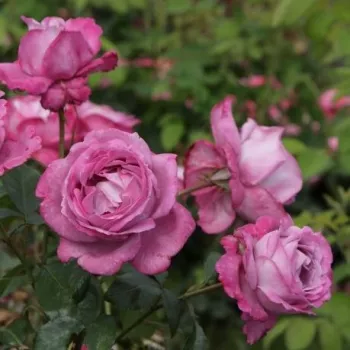 Lila - teahibrid rózsa - intenzív illatú rózsa - centifólia aromájú