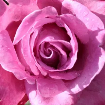 Sklep internetowy róż - hybrydowa róża herbaciana - róża o intensywnym zapachu - zapach róży stulistnej  - Blue River ® - fioletowy - (90-100 cm)