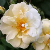 Sárga - rambler, kúszó rózsa - Online rózsa vásárlás - Rosa Christine Hélène - diszkrét illatú rózsa - citrom aromájú