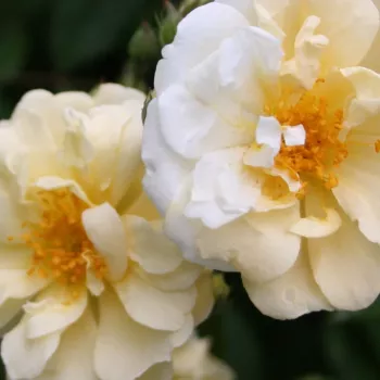 Online rózsa kertészet - sárga - rambler, kúszó rózsa - Christine Hélène - diszkrét illatú rózsa - citrom aromájú - (200-300 cm)
