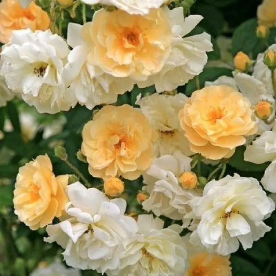 Amarillo - Rosa - Christine Hélène - Comprar rosales online