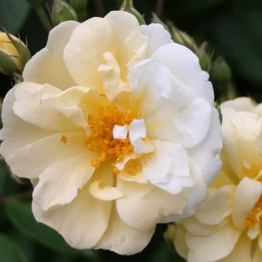 Róża o dyskretnym zapachu - Róża - Christine Hélène - sadzonki róż sklep internetowy - online