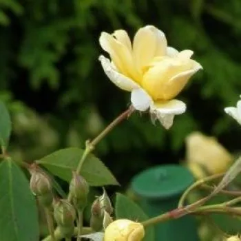 Rosa Christine Hélène - sárga - rambler, kúszó rózsa
