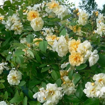 Sárga - rambler, kúszó rózsa - diszkrét illatú rózsa - citrom aromájú