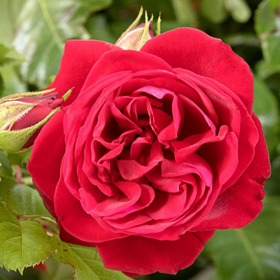 Dunkelrot - Rosen - Cumberland - rosen online kaufen