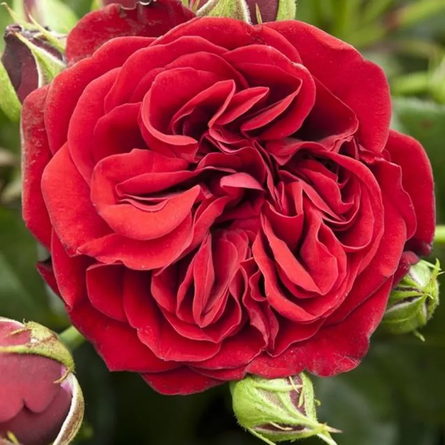 Climber, vrtnica vzpenjalka - Roza - Cumberland - vrtnice online