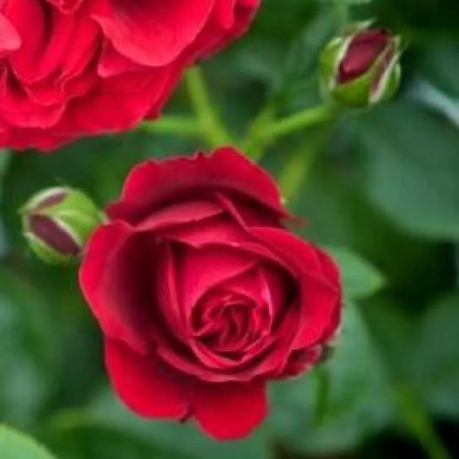 Vörös - Rózsa - Cumberland - online rózsa vásárlás