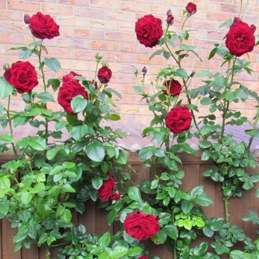 Tömvetelt virágú - Rózsa - Cumberland - online rózsa vásárlás