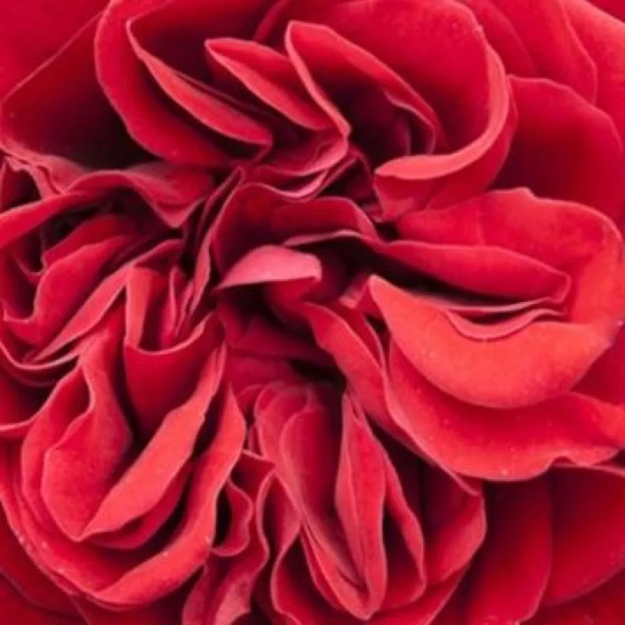 HARnext - Roza - Cumberland - vrtnice - proizvodnja in spletna prodaja sadik