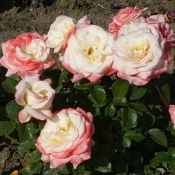 Auf cremeweißem Grund verläuft ein zarter rosafarbener Schimmer. - teehybride rose - mittelstarke, gut wahrnehmbare duftrose - angenehmer, klassischer rosenartiger Charakter