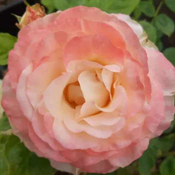 Online rosenkauf - weiß-rosa - mittelstarke, gut wahrnehmbare duftrose - Fiji - teehybride rose - (60-85 cm)