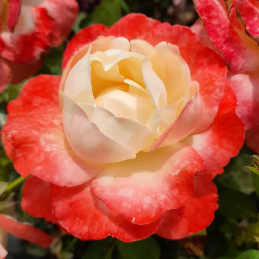 Weiß - rosa - Rosen - Fiji - rosen online kaufen