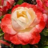 Teahibrid rózsa - diszkrét illatú rózsa - fahéj aromájú - kertészeti webáruház - Rosa Fiji - fehér - rózsaszín