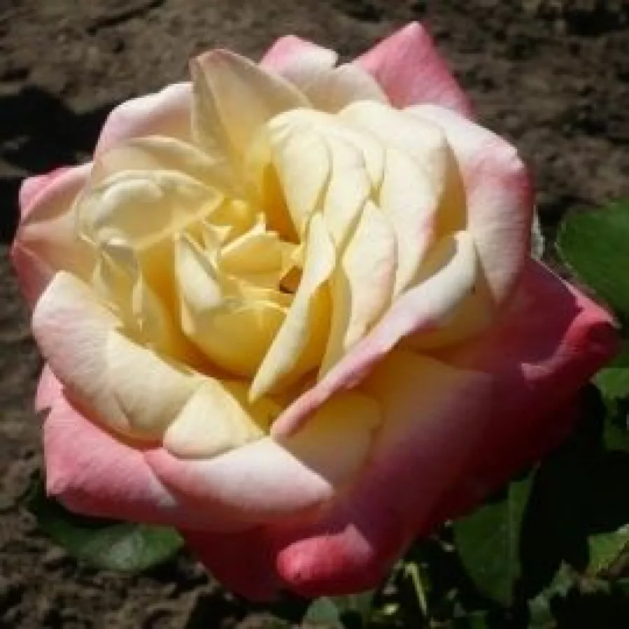 Vrtnice čajevke - Roza - Fiji - vrtnice - proizvodnja in spletna prodaja sadik