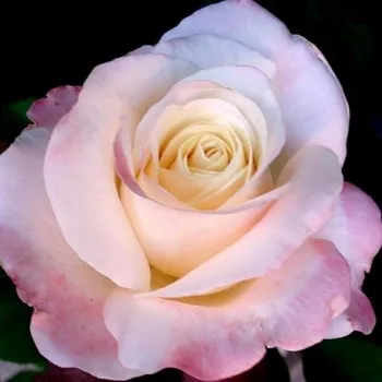 Rosa Fiji - weiß - rosa - edelrosen - teehybriden