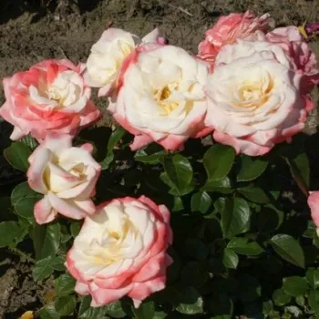 Biało - różowy - hybrydowa róża herbaciana - róża o dyskretnym zapachu - cynamonowy aromat