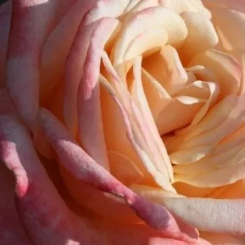 Online rózsa kertészet - fehér - rózsaszín - Fiji - teahibrid rózsa - diszkrét illatú rózsa - fahéj aromájú - (50-60 cm)