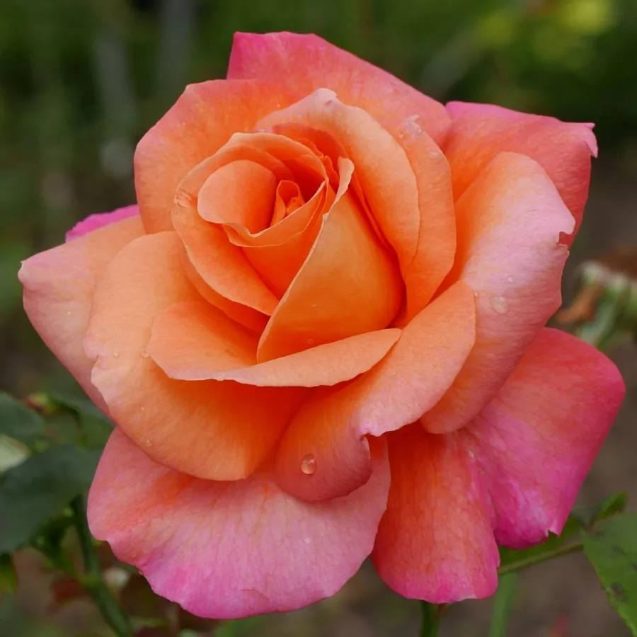 Oranžna - Roza - Sunrise - vrtnice - proizvodnja in spletna prodaja sadik