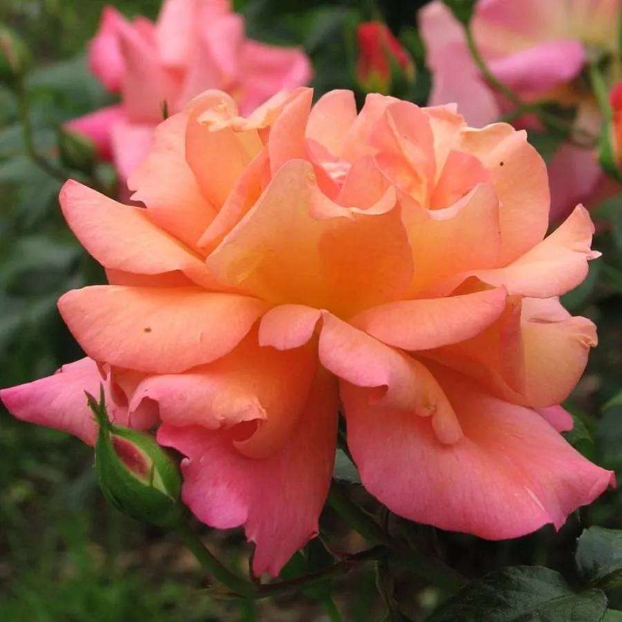 Climber, róża pnąca - Róża - Sunrise - sadzonki róż sklep internetowy - online