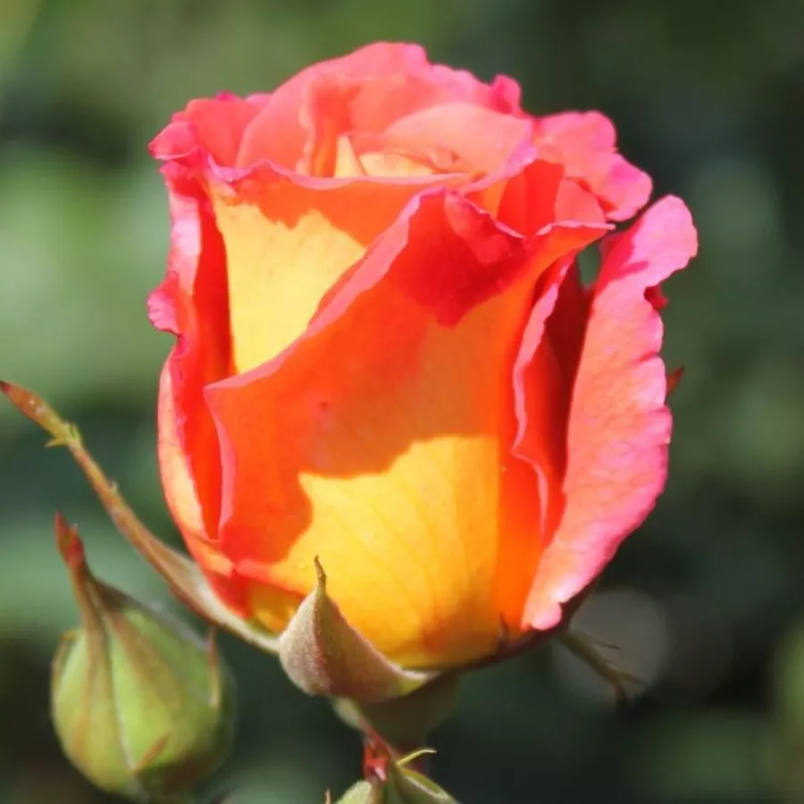 šiljast - Ruža - Sunrise - sadnice ruža - proizvodnja i prodaja sadnica