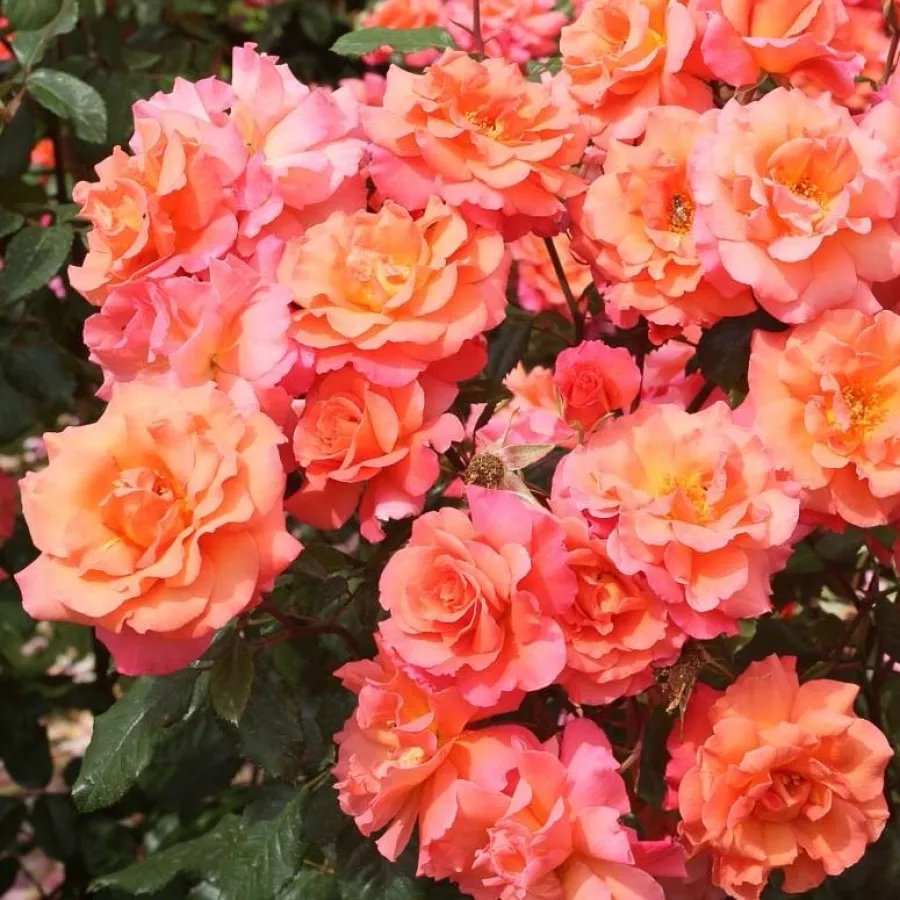 Telt virágú - Rózsa - Sunrise - online rózsa vásárlás