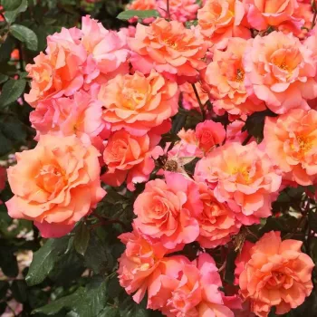 Narancssárga - climber, futó rózsa - diszkrét illatú rózsa - gyöngyvirág aromájú