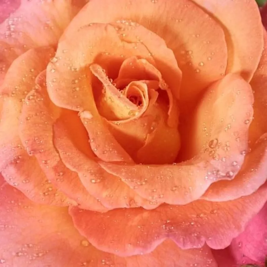 Csúcsos - Rózsa - Sunrise - online rózsa vásárlás