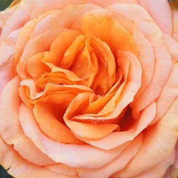 Rózsa kertészet - narancssárga - virágágyi floribunda rózsa - Bengali® - diszkrét illatú rózsa - orgona aromájú - (60-70 cm)