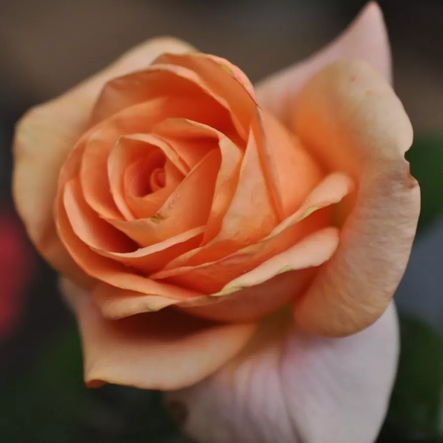Narancssárga - Rózsa - Bengali® - Online rózsa rendelés