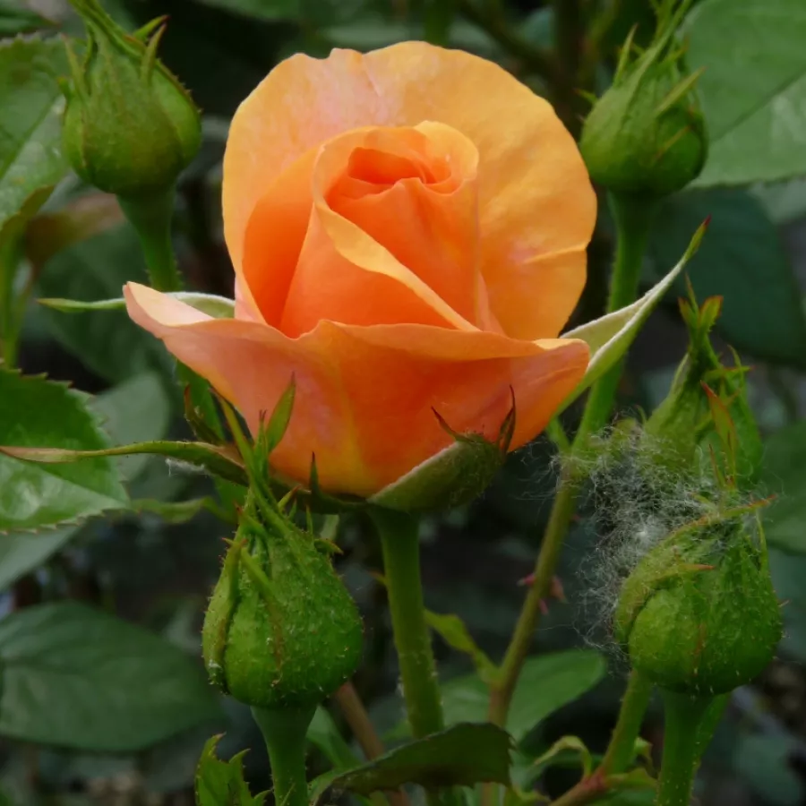 Diszkrét illatú rózsa - Rózsa - Bengali® - Online rózsa rendelés